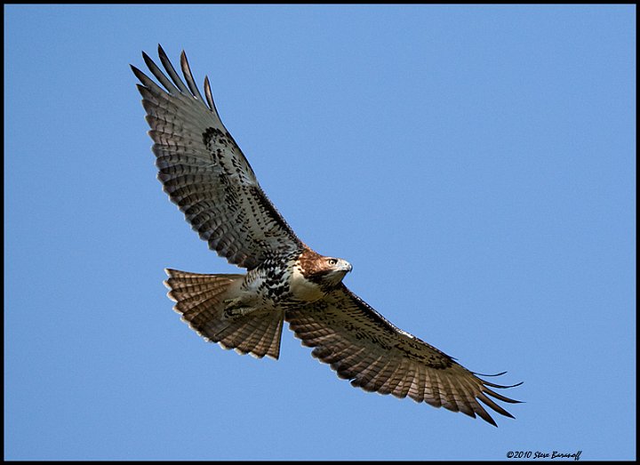 _0SB8031 red-tailed hawk.jpg